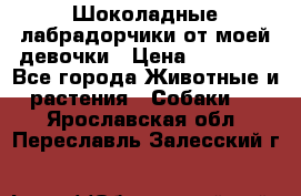 Шоколадные лабрадорчики от моей девочки › Цена ­ 25 000 - Все города Животные и растения » Собаки   . Ярославская обл.,Переславль-Залесский г.